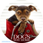 a-dogs-way-home-2019-custom-dvd-label